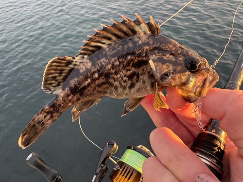 タケノコメバルの釣果