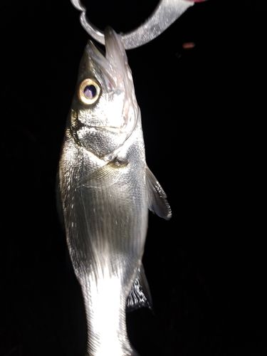 ヒラスズキの釣果