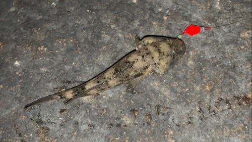 ウロハゼの釣果