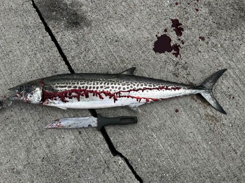 周防大島（屋代島）