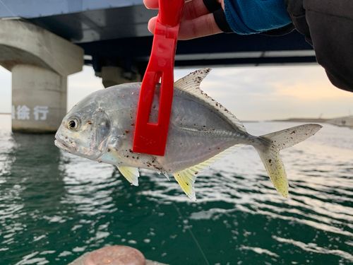 ロウニンアジの釣果