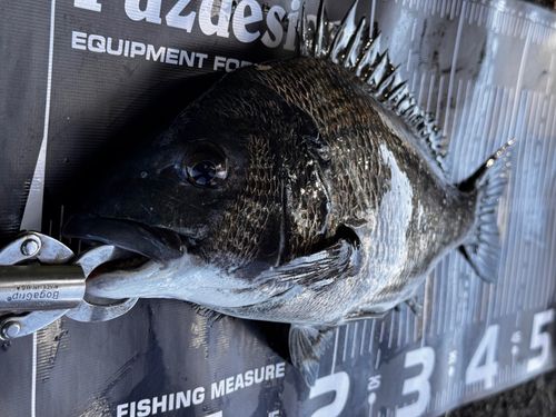 チヌの釣果