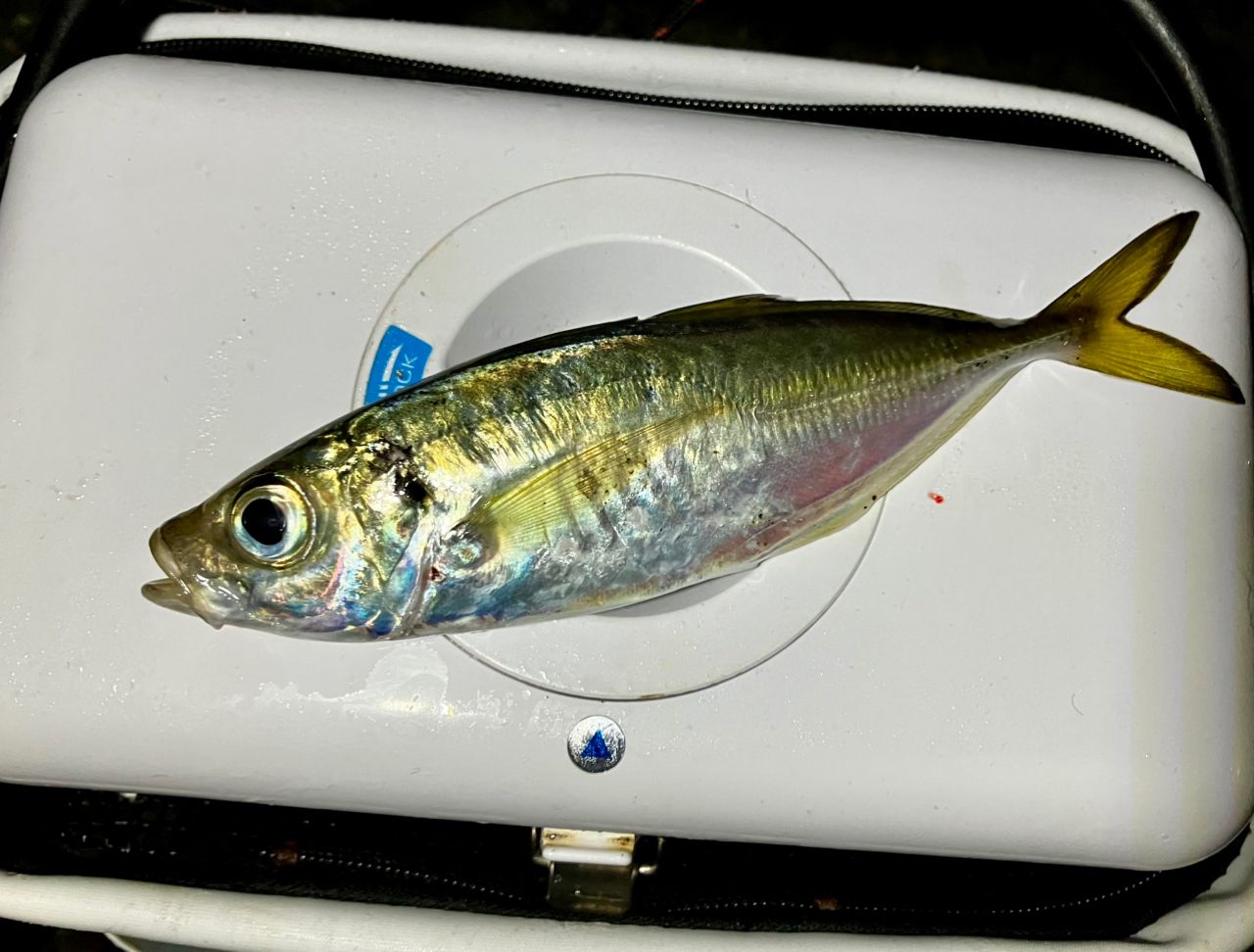 MajorCraft 鯵道 5G AD5-S502L/AJIの最安値・インプレ・釣果 | 本音の