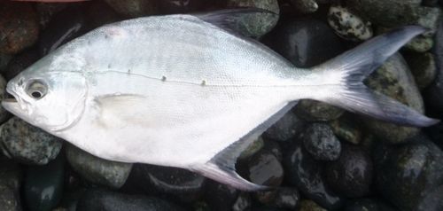 コバンアジの釣果