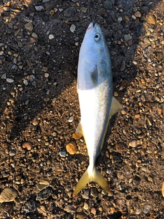 フクラギの釣果