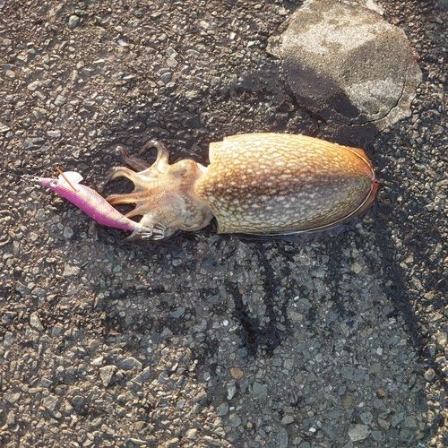 シリヤケイカの釣果