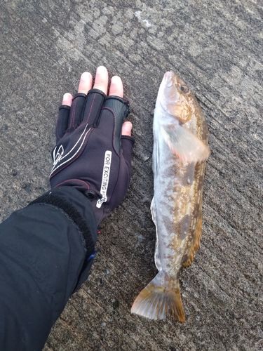 アイナメの釣果