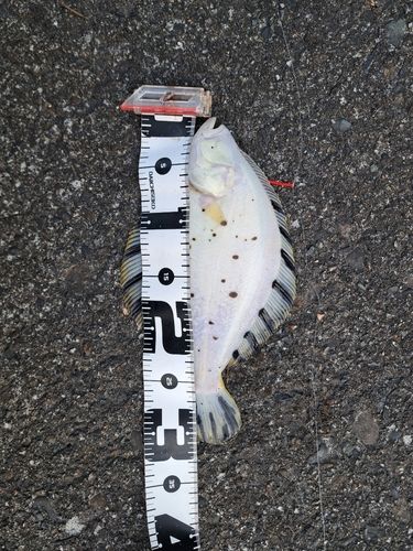 マツカワの釣果