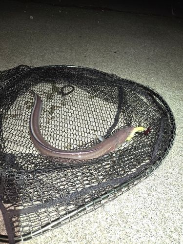 マアナゴの釣果