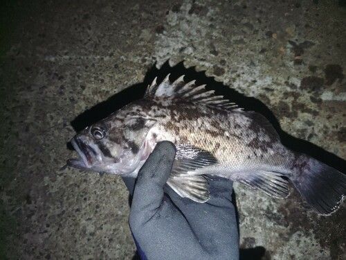 クロソイの釣果