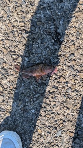 アラカブの釣果