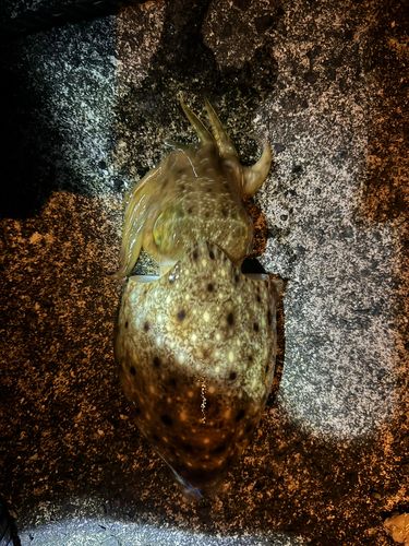 コウイカの釣果