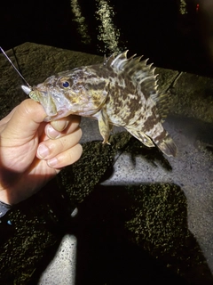 タケノコメバルの釣果