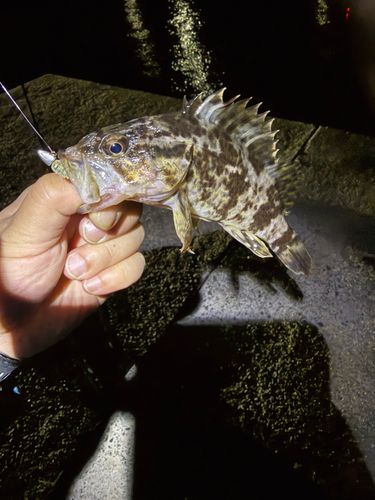 タケノコメバルの釣果