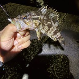 タケノコメバル