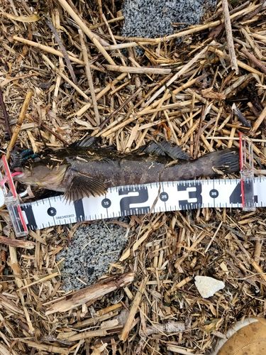 アイナメの釣果