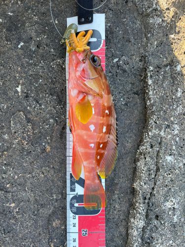 アカハタの釣果