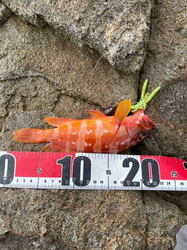 アカハタの釣果