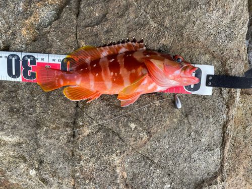 アカハタの釣果