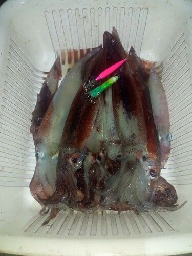 三陸海岸（岩手）