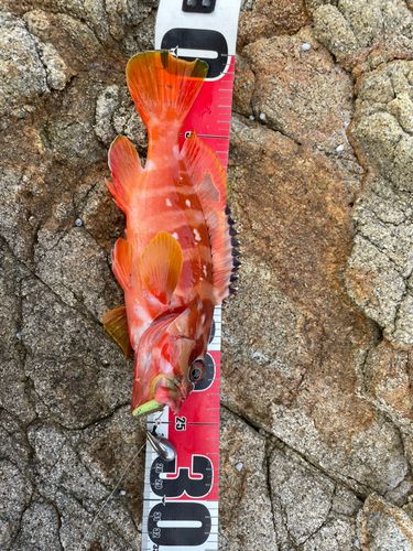 アカハタの釣果