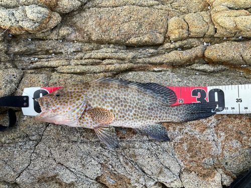オオモンハタの釣果