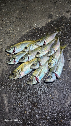 アジの釣果