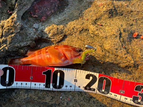 アカハタの釣果