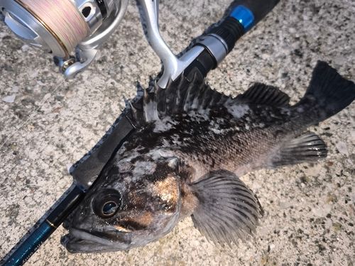 クロソイの釣果