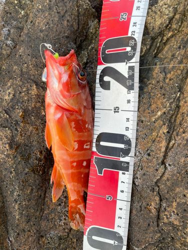 アカハタの釣果