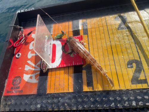 トラギスの釣果