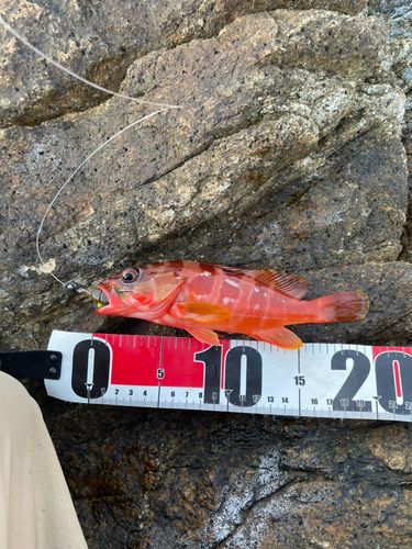 アカハタの釣果