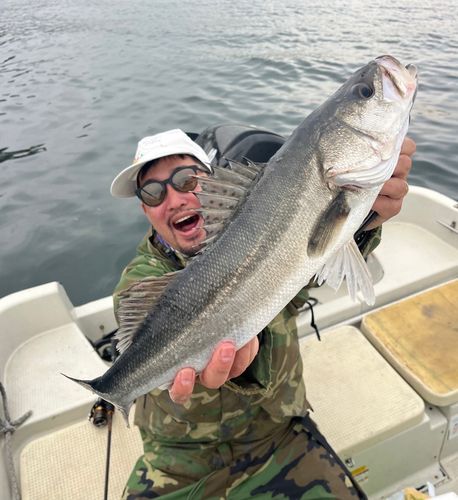 シーバスの釣果