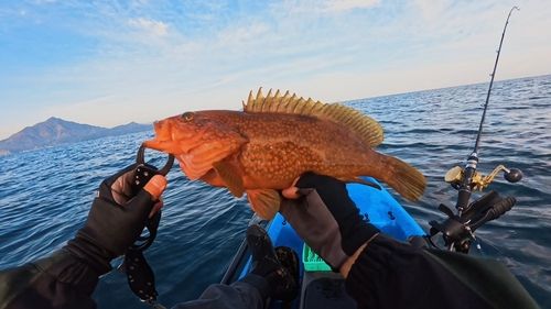 キジハタの釣果