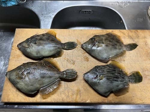 イシダイの釣果