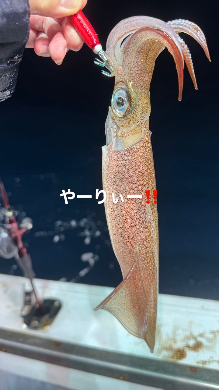 DAIWA 20ティエラ IC 100HLの最安値・インプレ・釣果 | 本音の口コミが