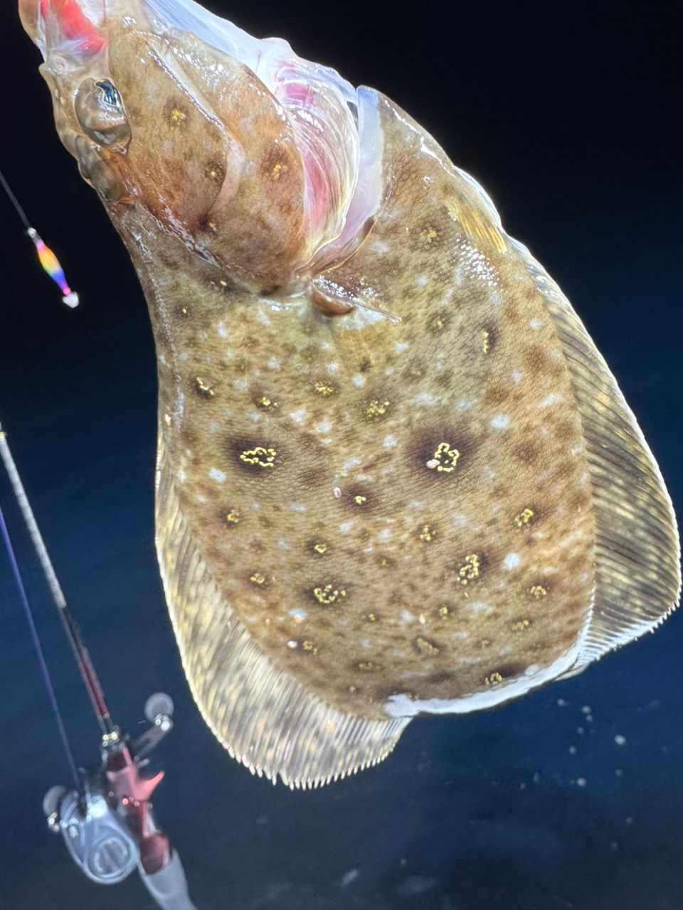 ronaさんの釣果 2枚目の画像