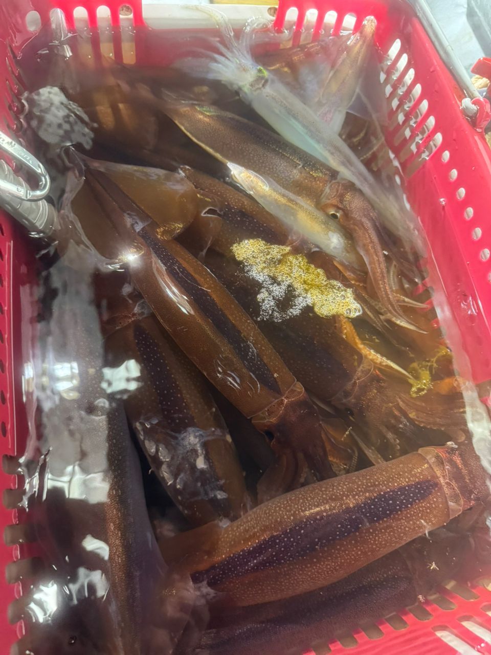 ronaさんの釣果 3枚目の画像