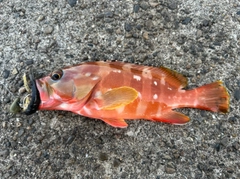 アカハタの釣果