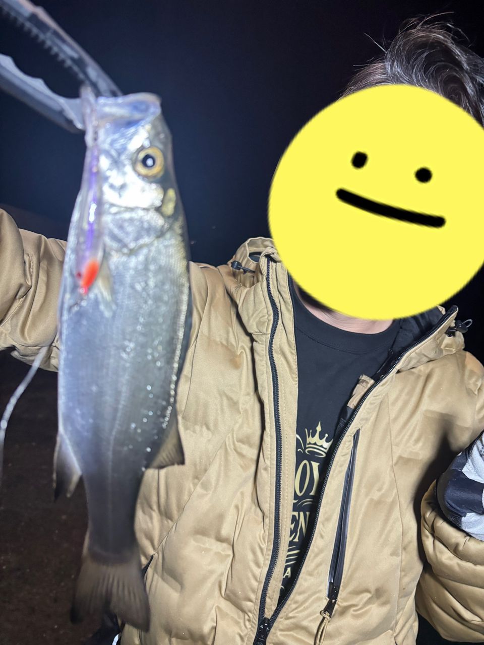 セイゴ（ヒラスズキ）