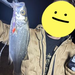 セイゴ（ヒラスズキ）