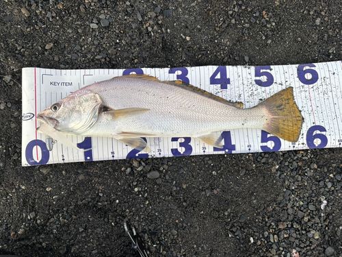 オオニベの釣果