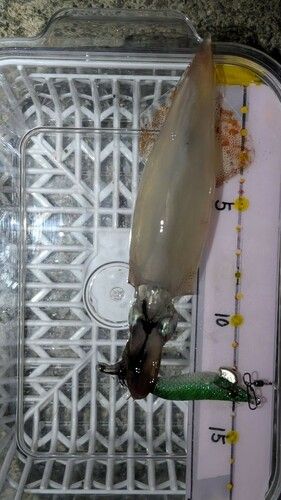 ヤリイカの釣果