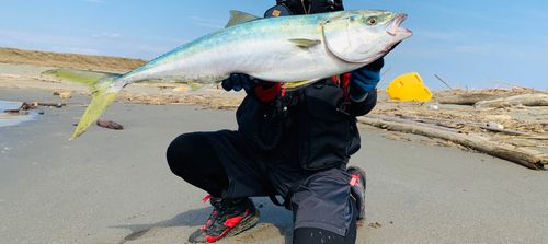ブリの釣果