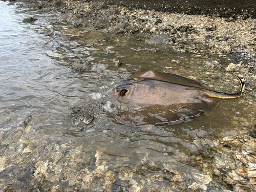 アカエイの釣果