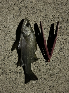 セイゴ（ヒラスズキ）の釣果