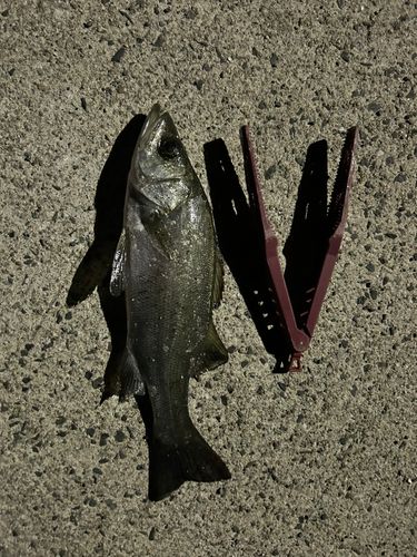 セイゴ（ヒラスズキ）の釣果