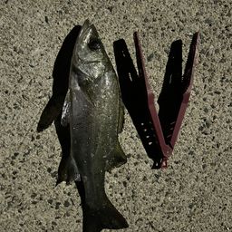 セイゴ（ヒラスズキ）