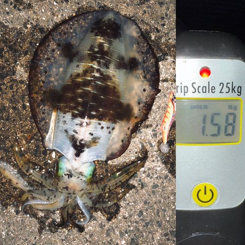 アオリイカの釣果