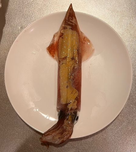 ケンサキイカの釣果